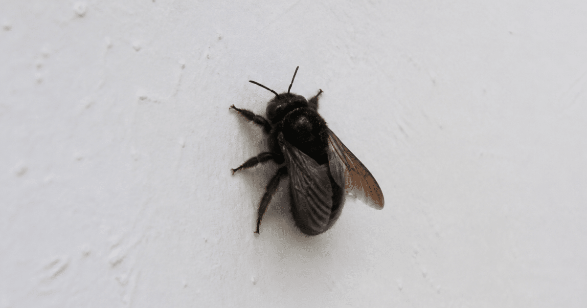 Grosse abeille noire posee sur mur interieur blanc de maison