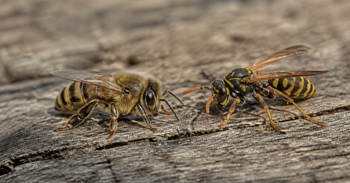 Abeille rayee jaune et noire posee pres d'une guepe aux couleurs contrastees