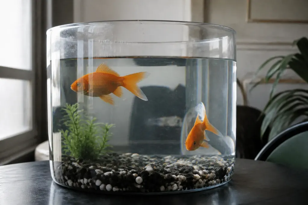 Grand aquarium transparent contenant deux poissons rouges