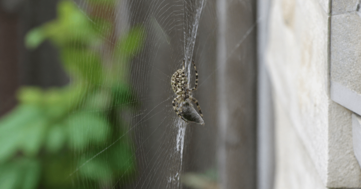Araignee capturant insecte dans sa toile tissee verticalement