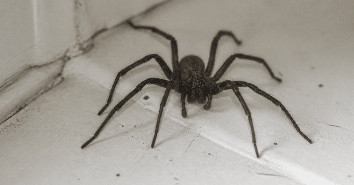 Arachnide sombre accroupie sur surface blanche interieure