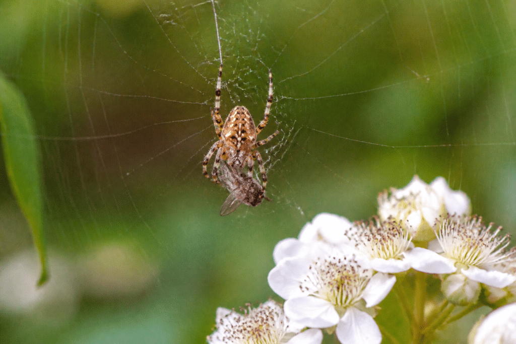 Araignee dans toile capturant insecte pres fleur