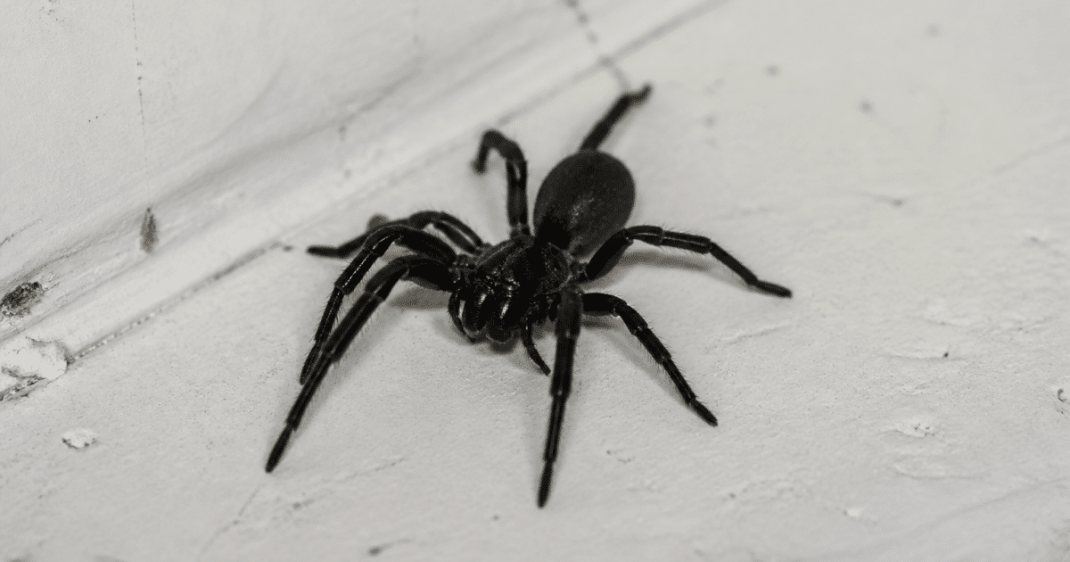 Araignee noire aux crochets venimeux sur surface blanche