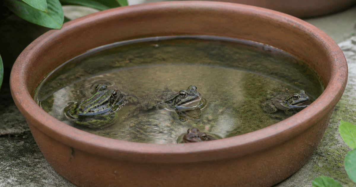 Petit bassin exterieur rempli d'eau avec grenouilles assises