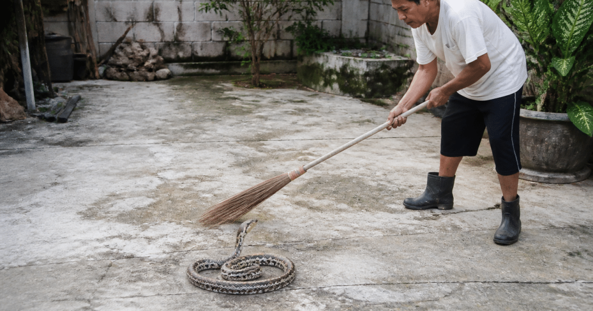 Personne tenant un balai face a un serpent enroule au sol