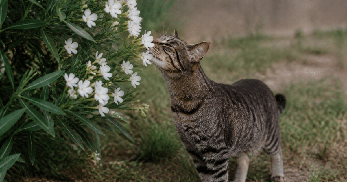 chat reniflant fleurs blanches arbre toxique dressé