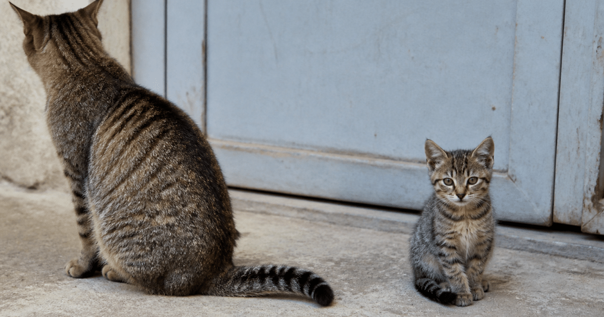 Chat adulte tourne le dos au jeune chaton assis seul