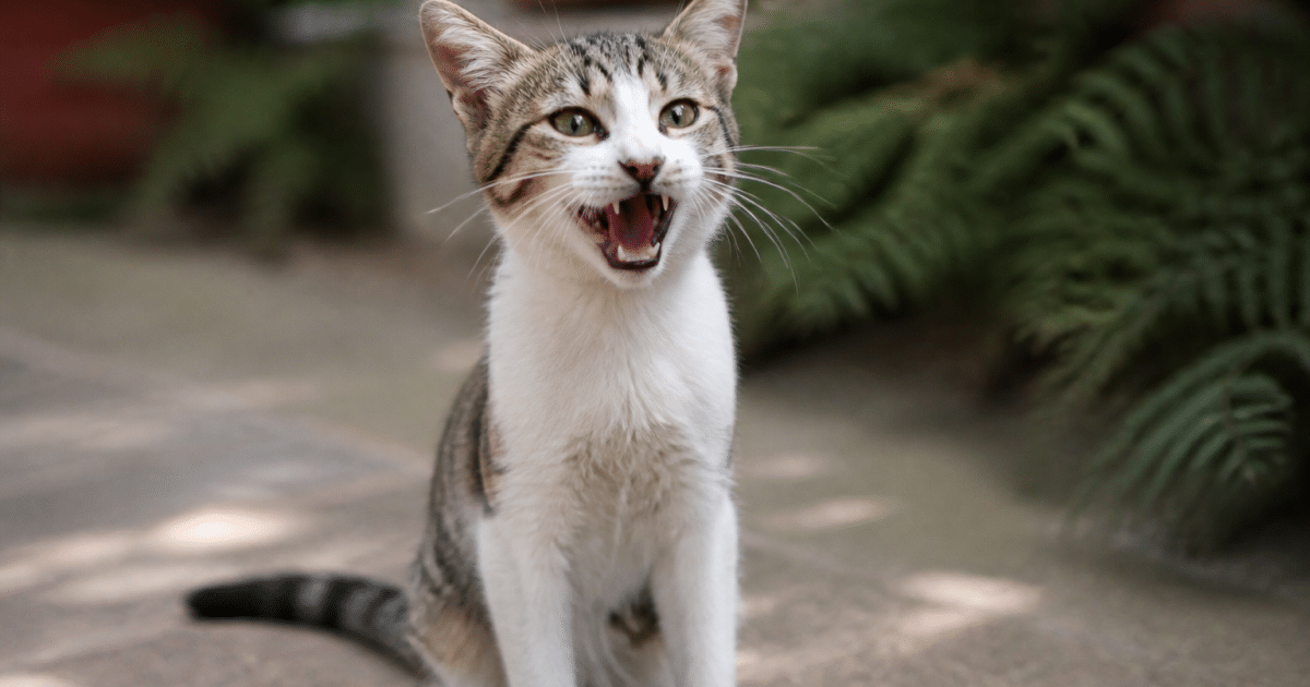 Petit chat assis montrant ses dents ouvertes