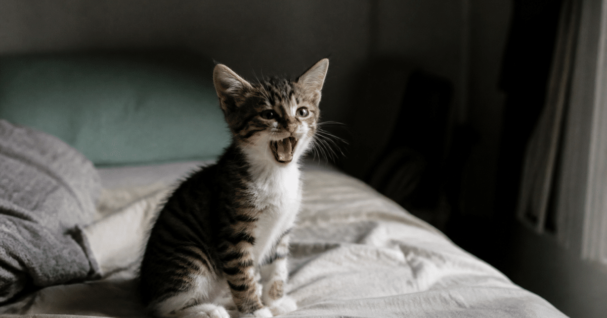 Petit chat assis sur lit vocalisant bouche ouverte nuit