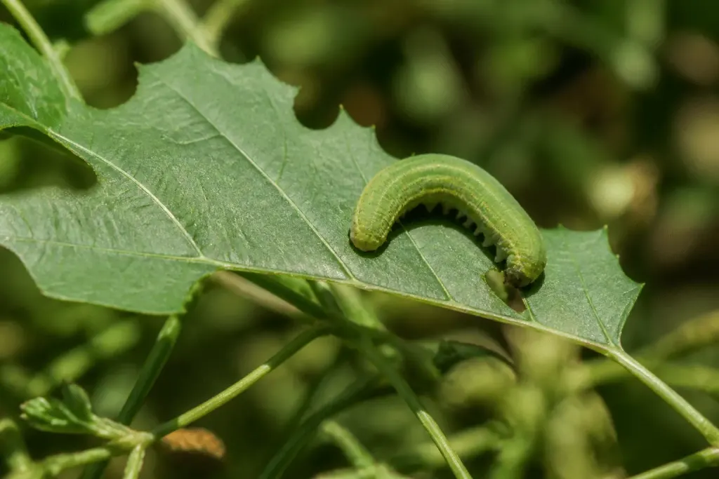 Chenille verte mangeant une feuille dentelée
