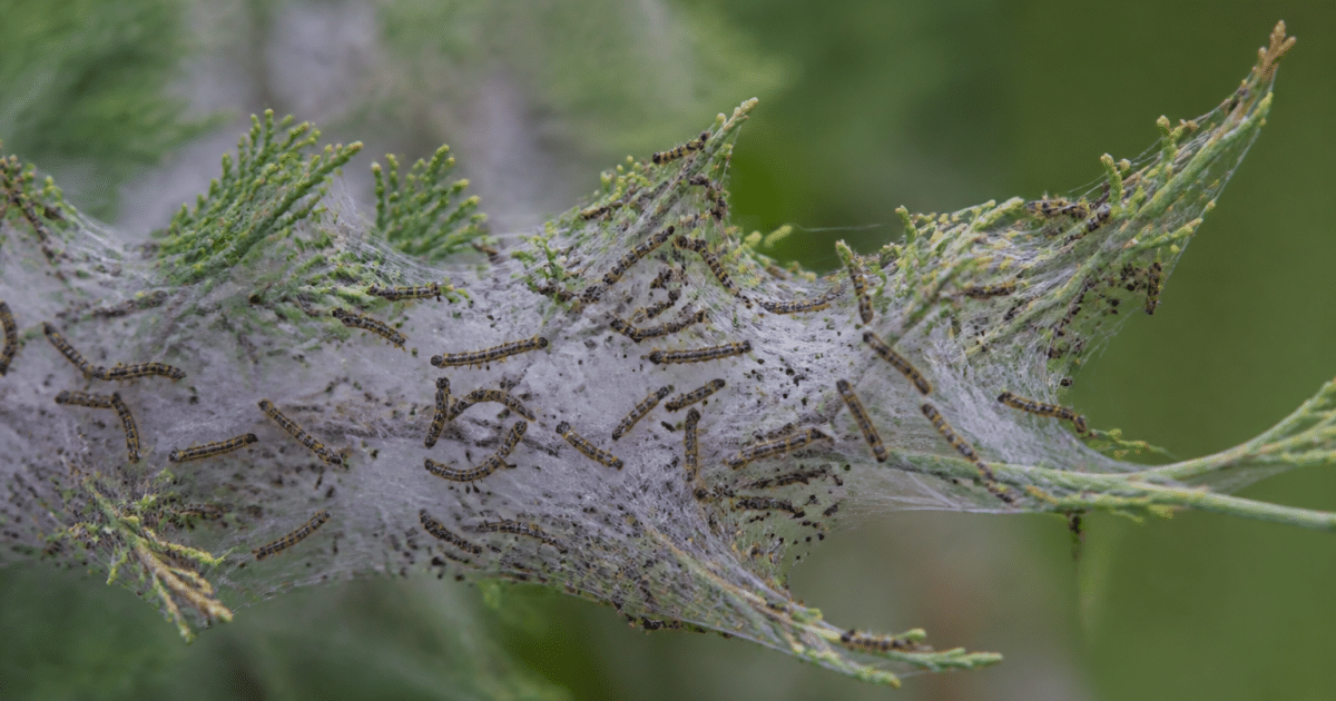 Milliers de chenilles tissant toile blanche dense sur branche verte