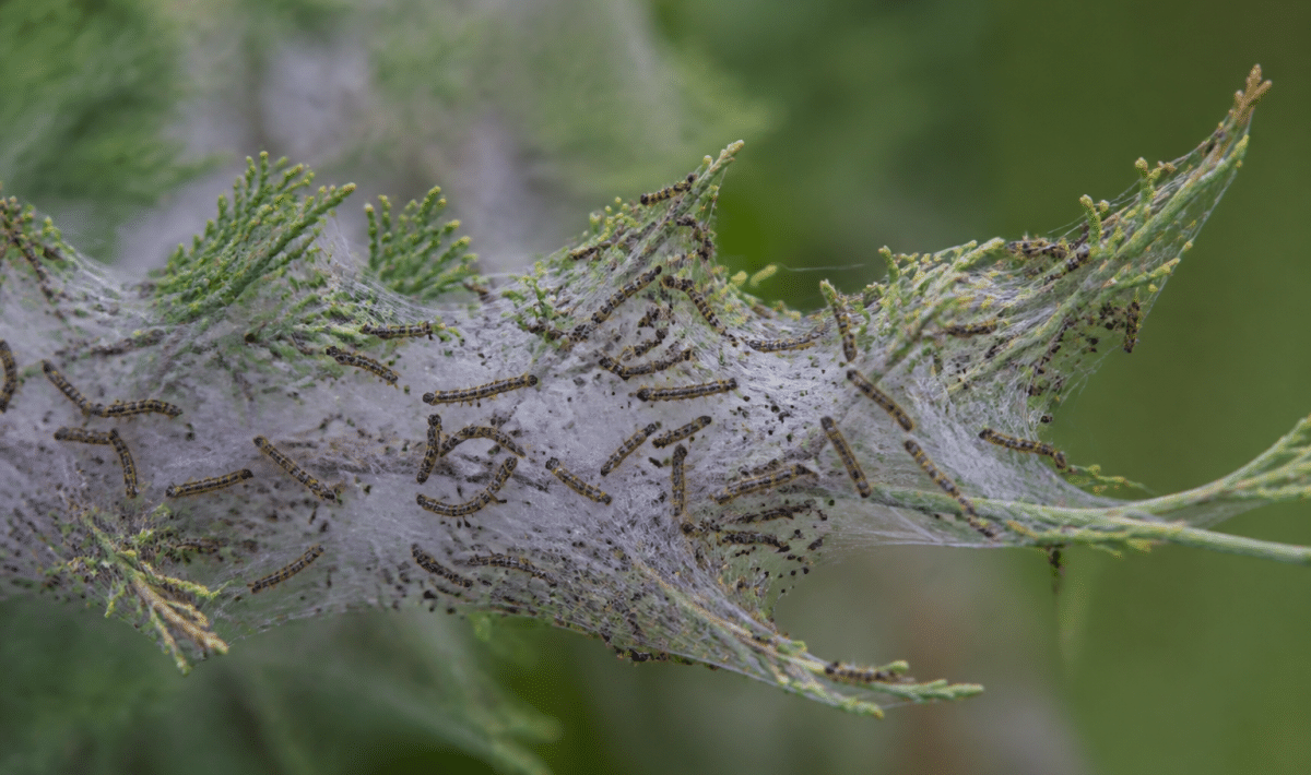 Milliers de chenilles tissant toile blanche dense sur branche verte