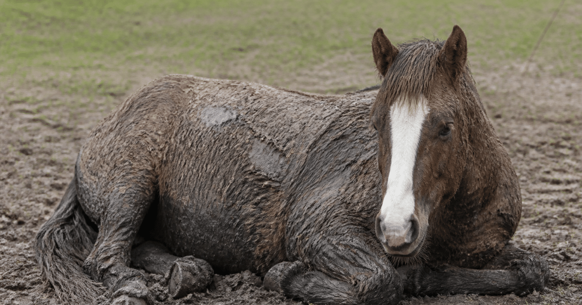 Cheval couche au sol avec pelage recouvert de boue