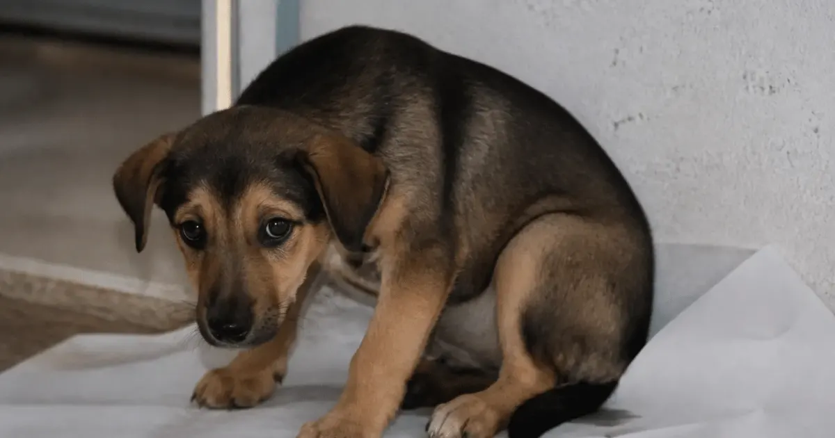 Jeune chien accroupi sur du papier journal blanc intérieur