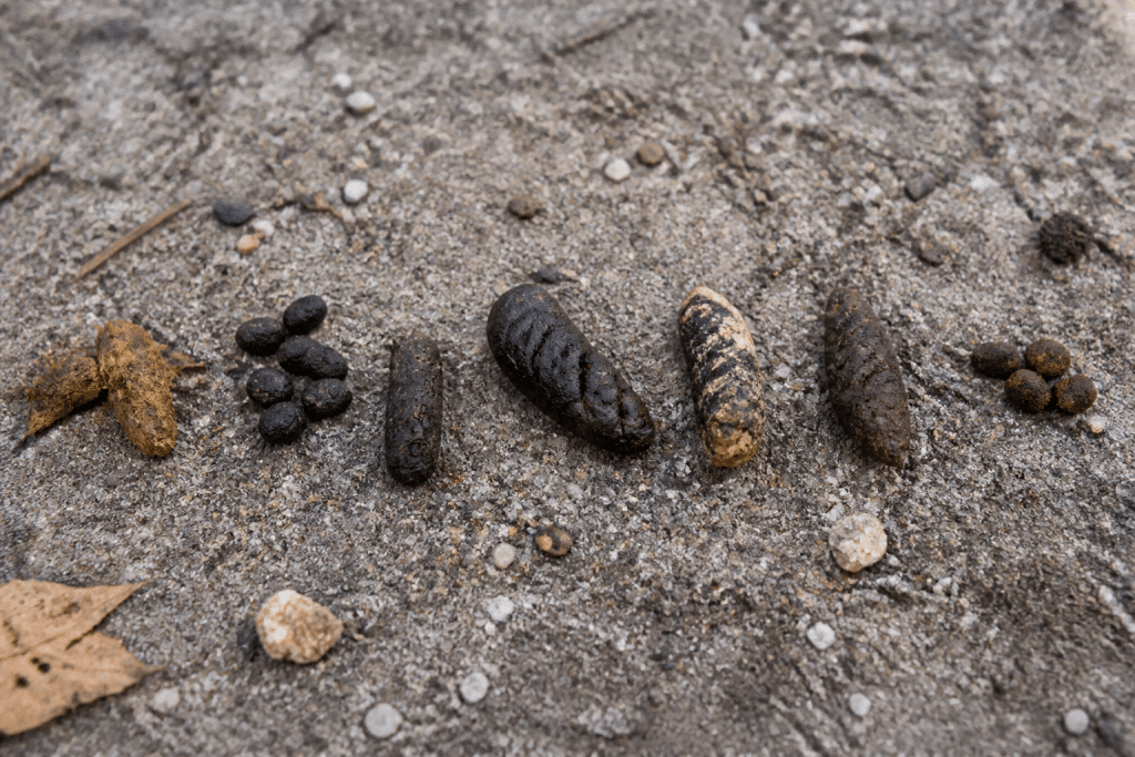 Différents types de crottes d'animaux alignées pour comparaison