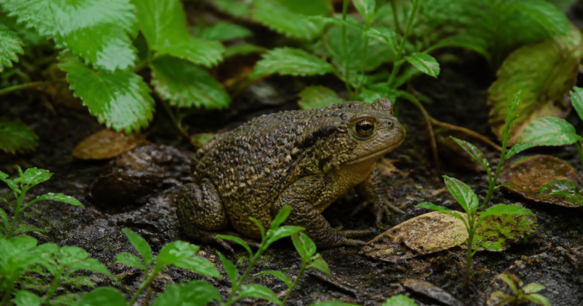 Crapaud assis sur sol humide parmi plantes vertes