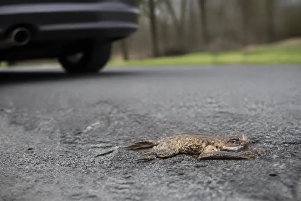 Crapaud écrasé sur route avec voiture flue