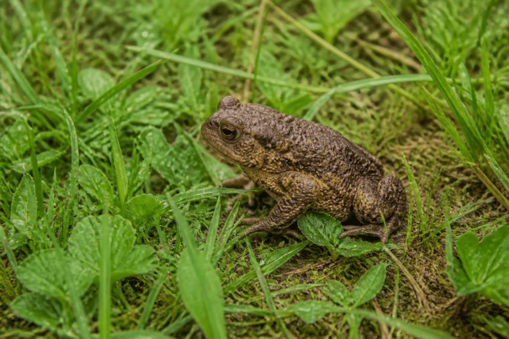 Crapaud brun assis dans herbe humide verte
