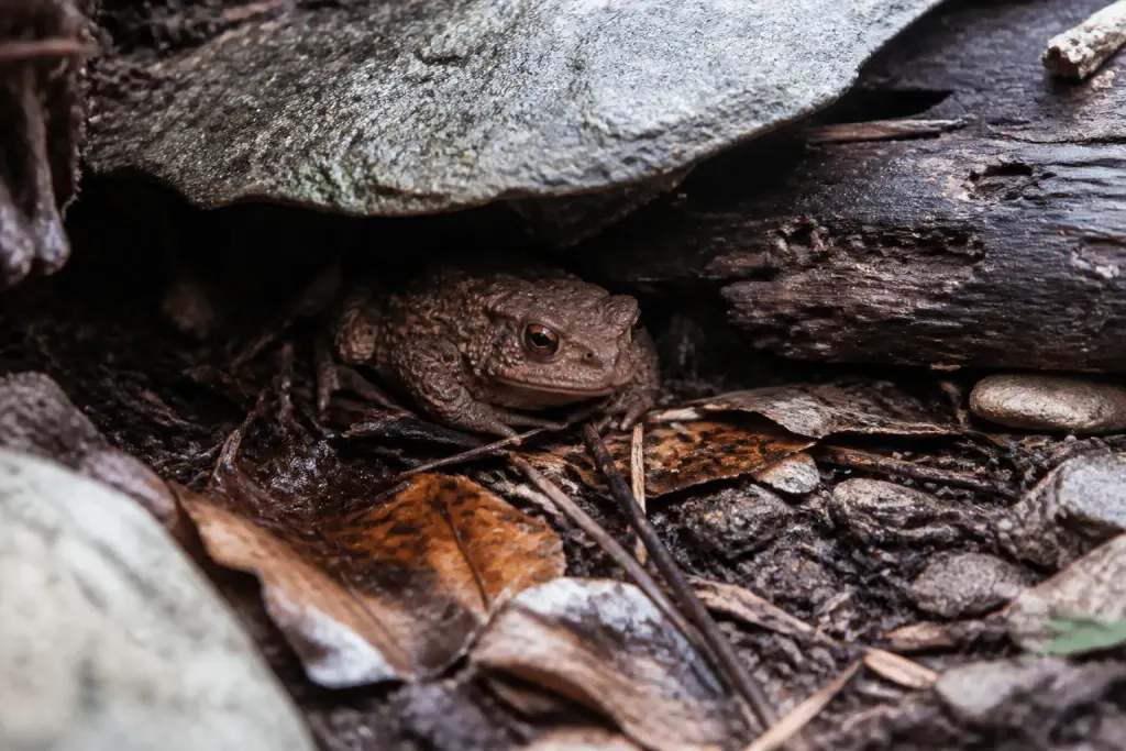 Crapaud brun sous pierres et bois mort humides