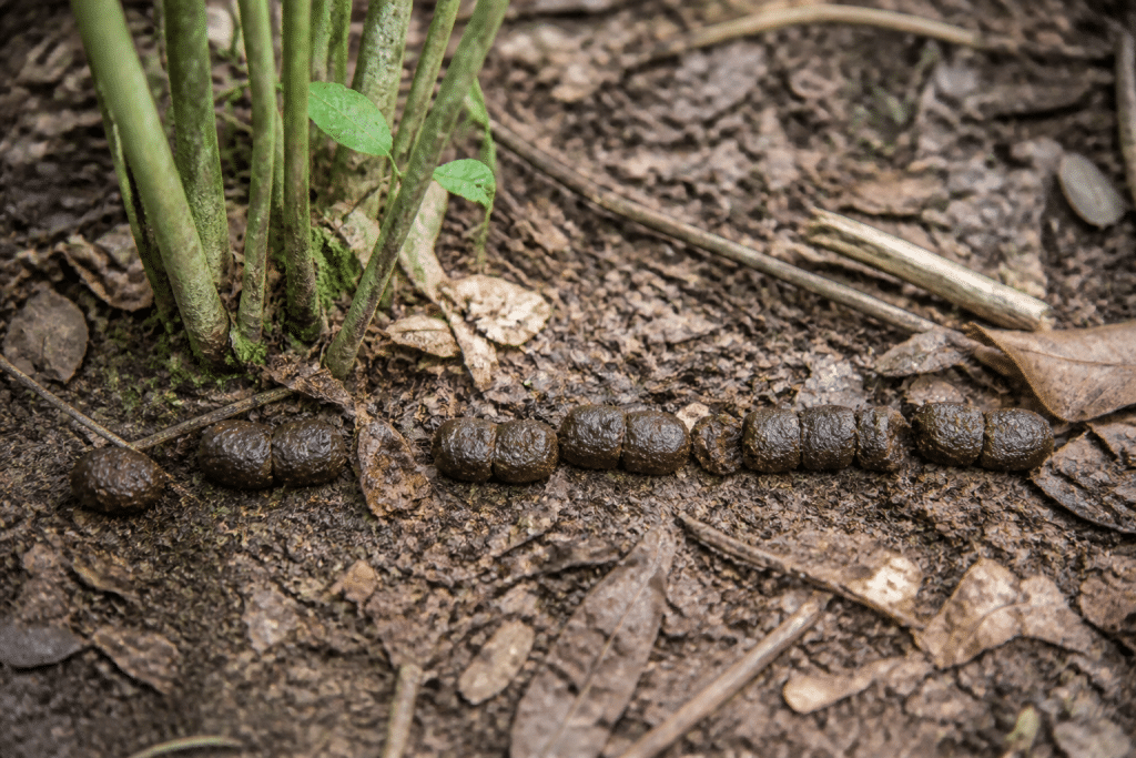 Crottes cylindriques brunes alignees sol forest comparaison