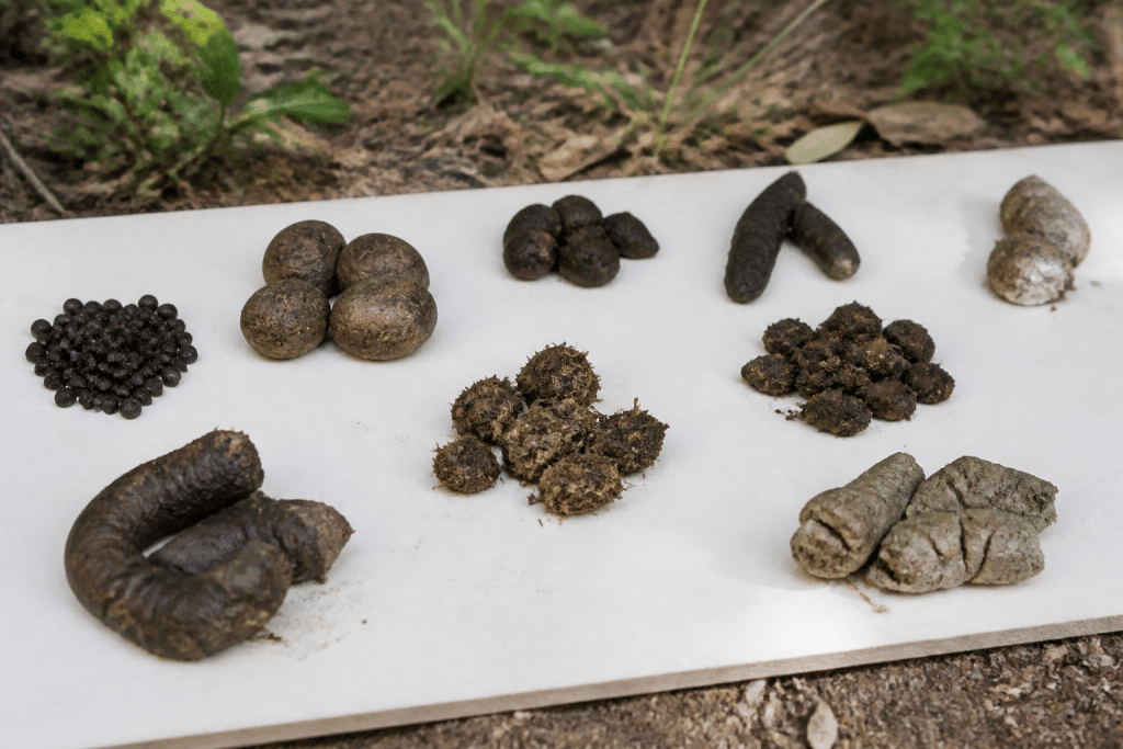 Feces samples arranged showing different animal droppings
