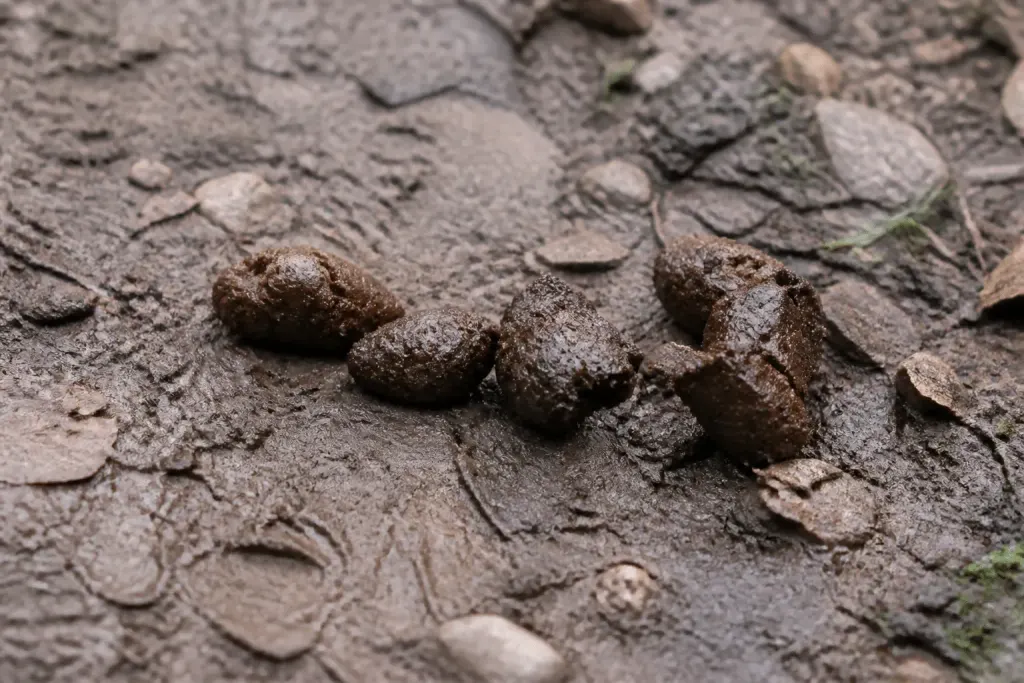 Crottes de renard brunes sur terre humide