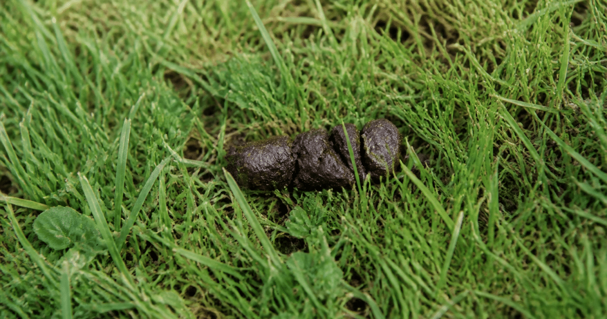 Excrement de renard brun sur sol herbe verte