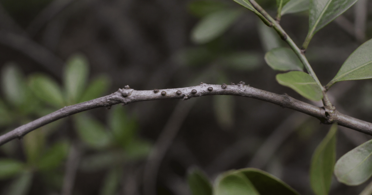 Petites excretions marron dispersees sur branche arbuste nocturne