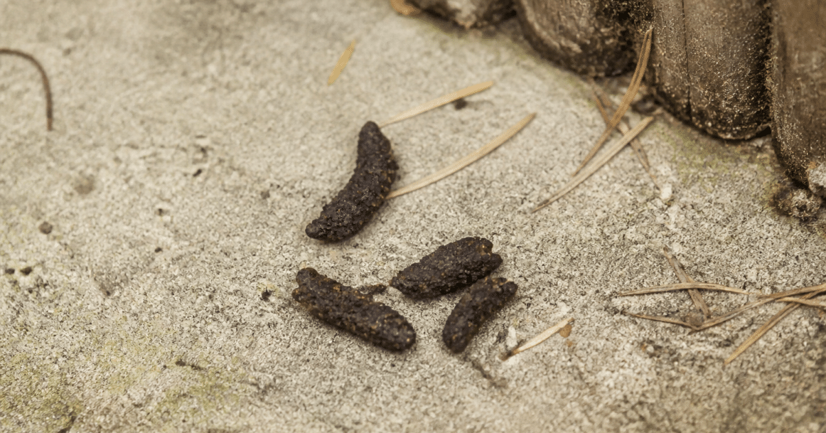 Petite pile marron fonce de feces de chauve souris au sol