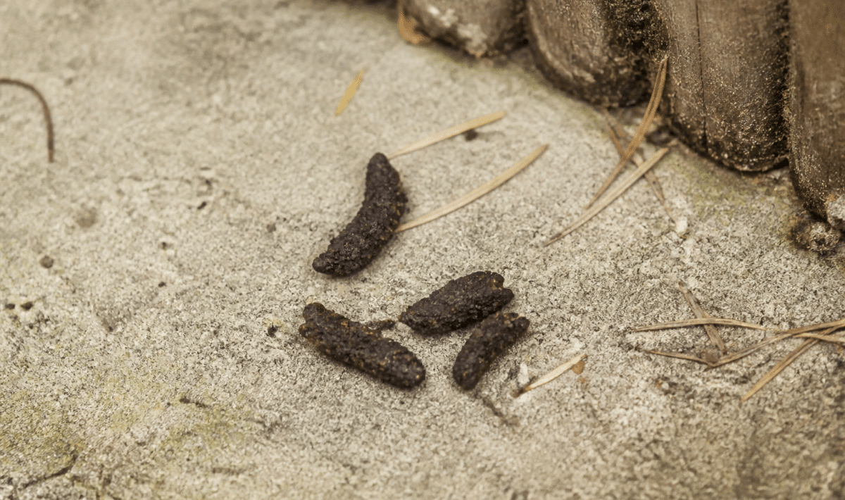 Petite pile marron fonce de feces de chauve souris au sol