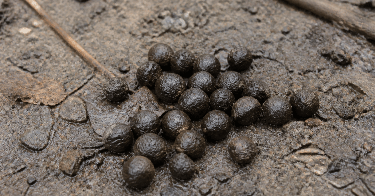 Petites boules marron foncé posees sur sol terreux et mouille