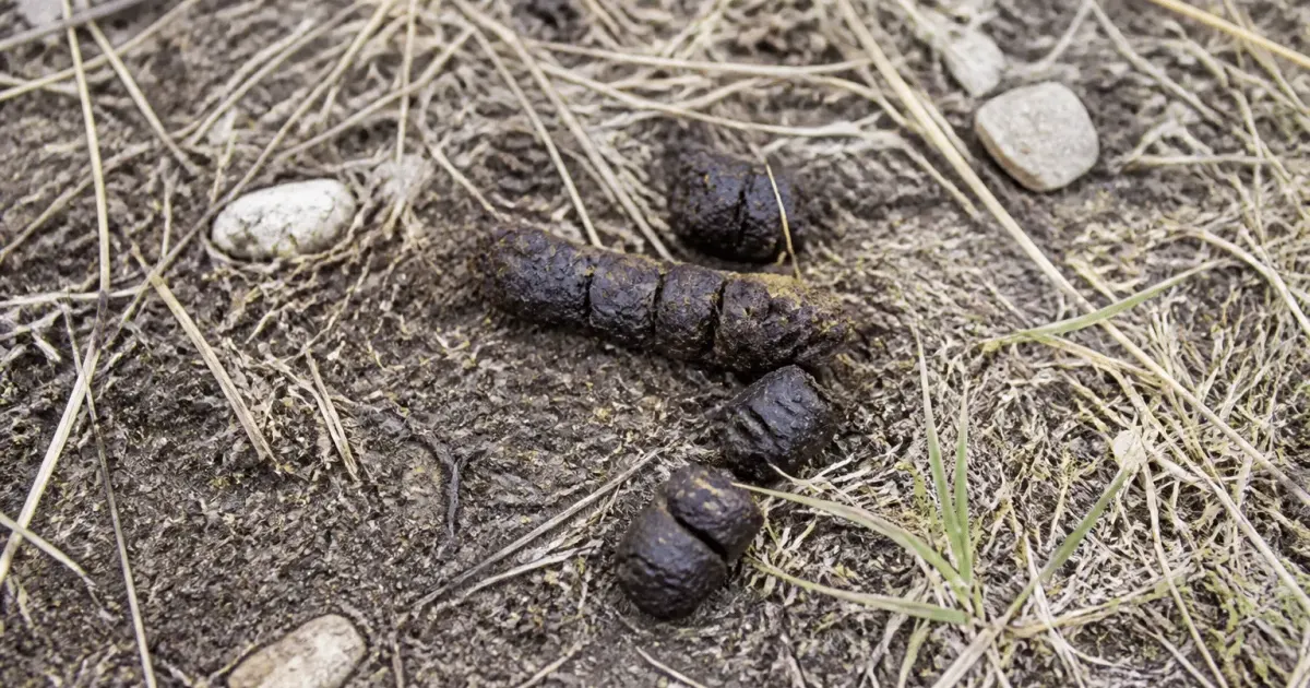 Feces de renard brun sur sol terreux et herbe seche