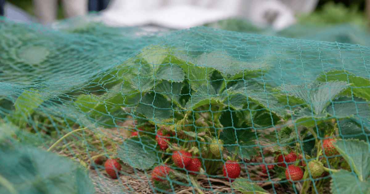 Filet protecteur tendu au-dessus plants fraises rouges mures