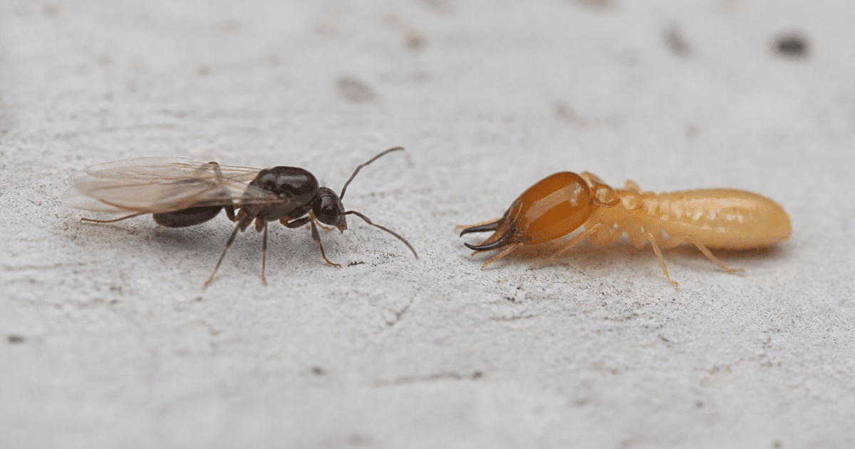 Fourmi ailée et termite soldat face a face sur surface claire