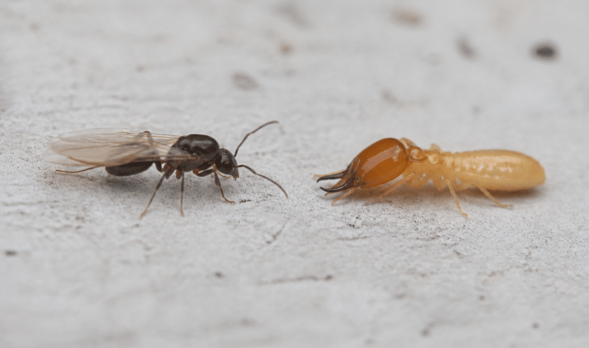 Fourmi ailée et termite soldat face a face sur surface claire