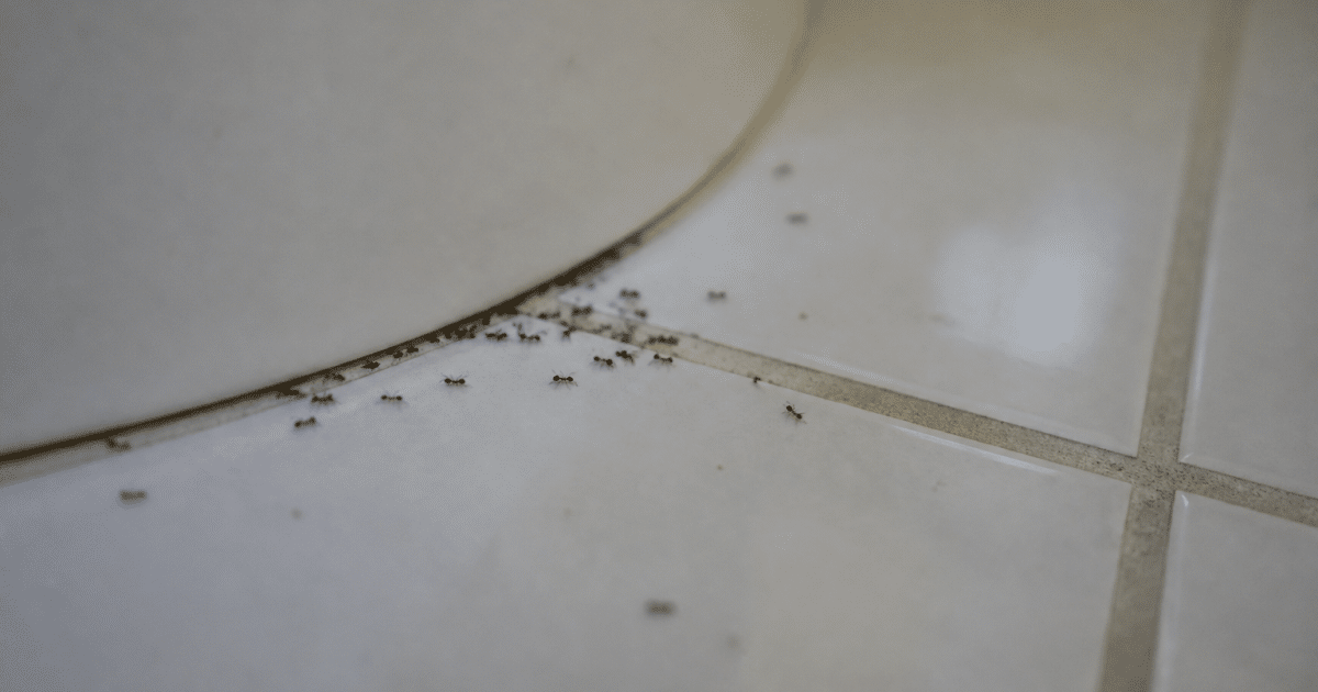 Colonie de fourmis rampant sur carrelage blanc de salle bain