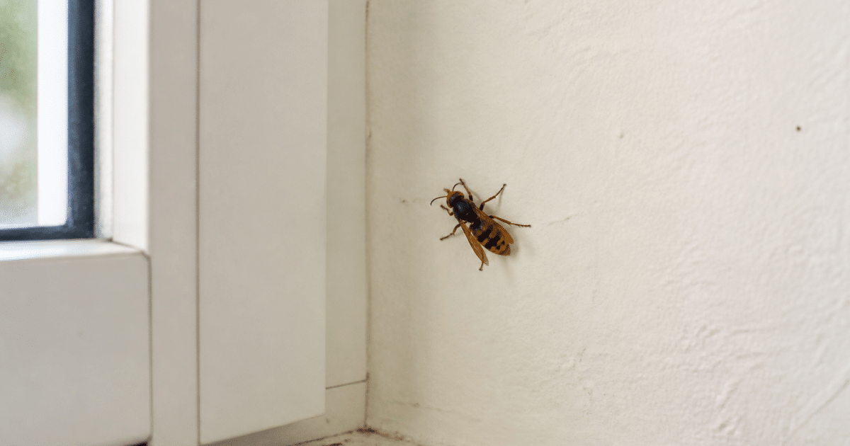 Frelon posé sur mur interieur pres de fenetre fermee