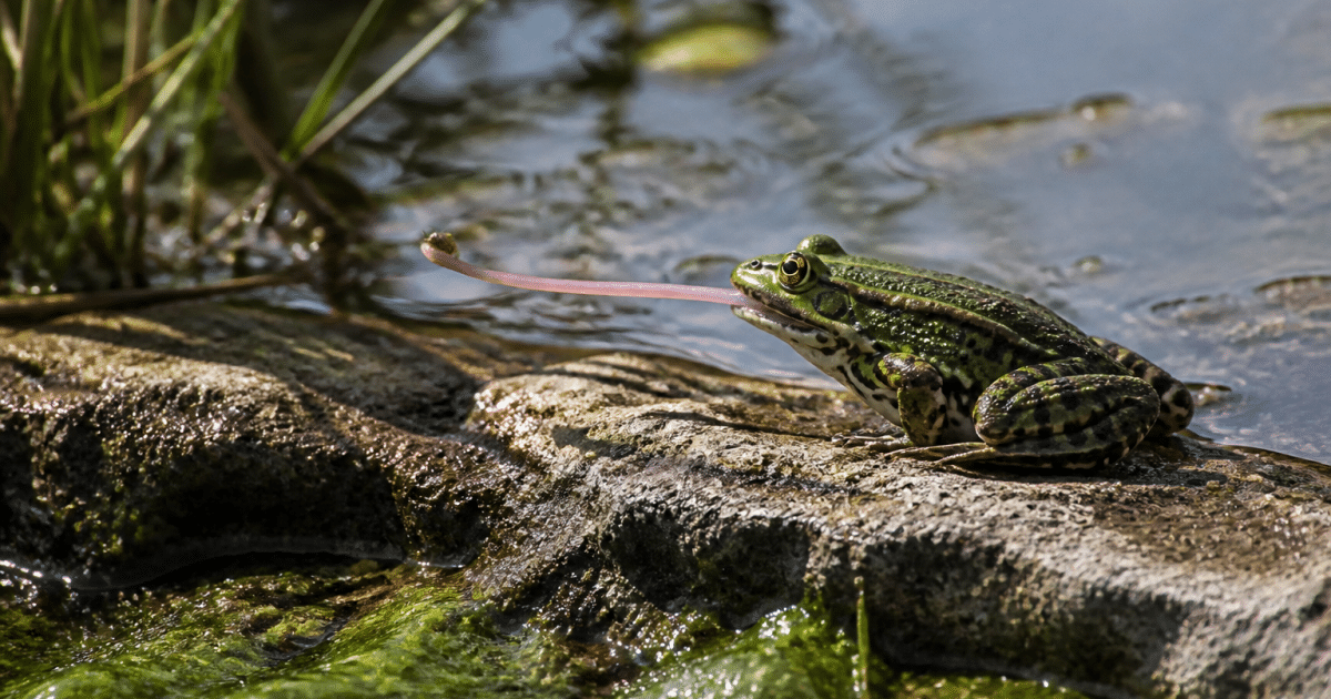 Grenouille verte assise capturant insecte avec sa langue allongee