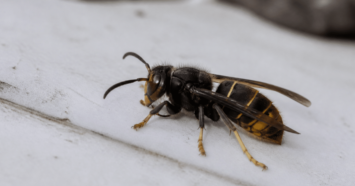 Guepe asiatique posee sur surface blanche avec abdomen raye