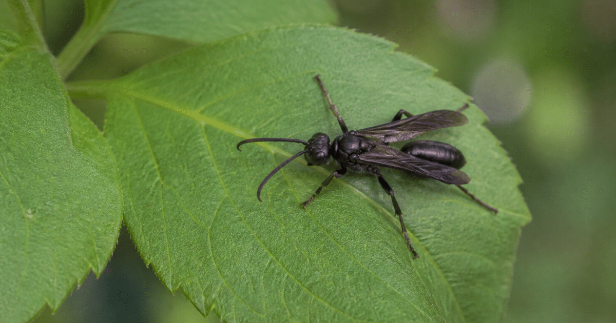 grosse guepe noire posee sur une feuille verte