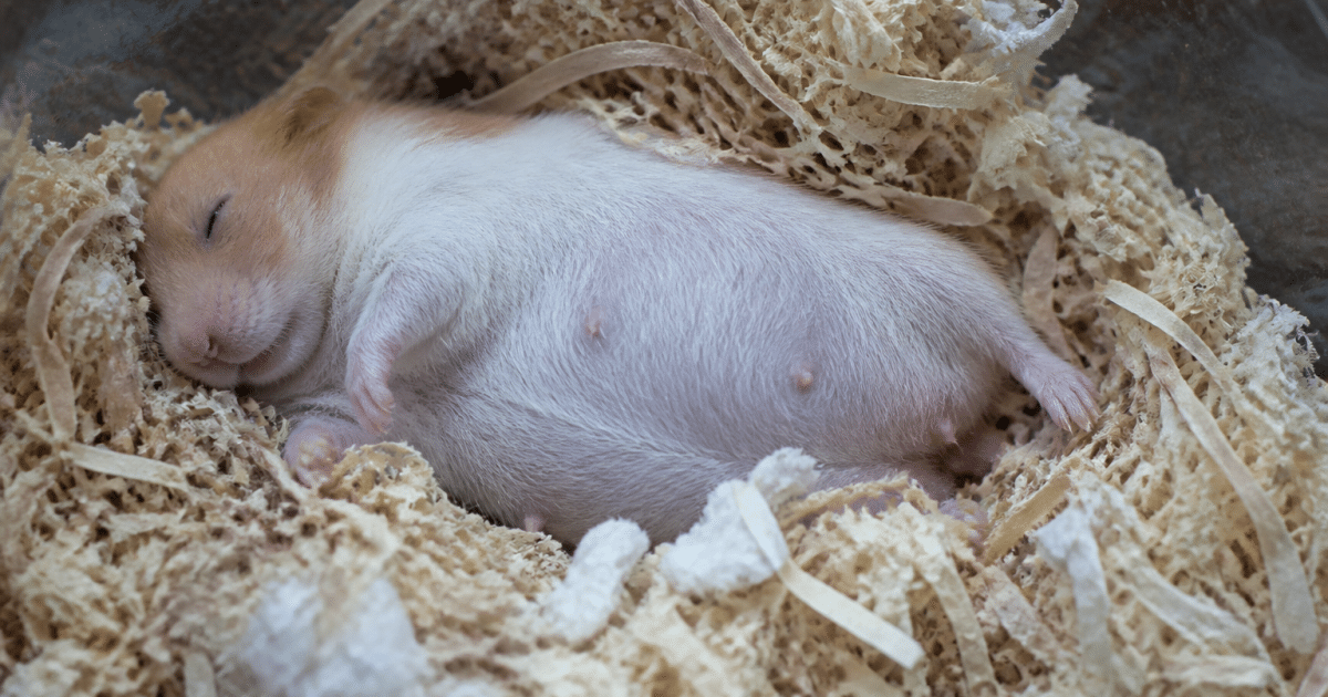 Femelle hamster enceinte allongee dans litiere nid