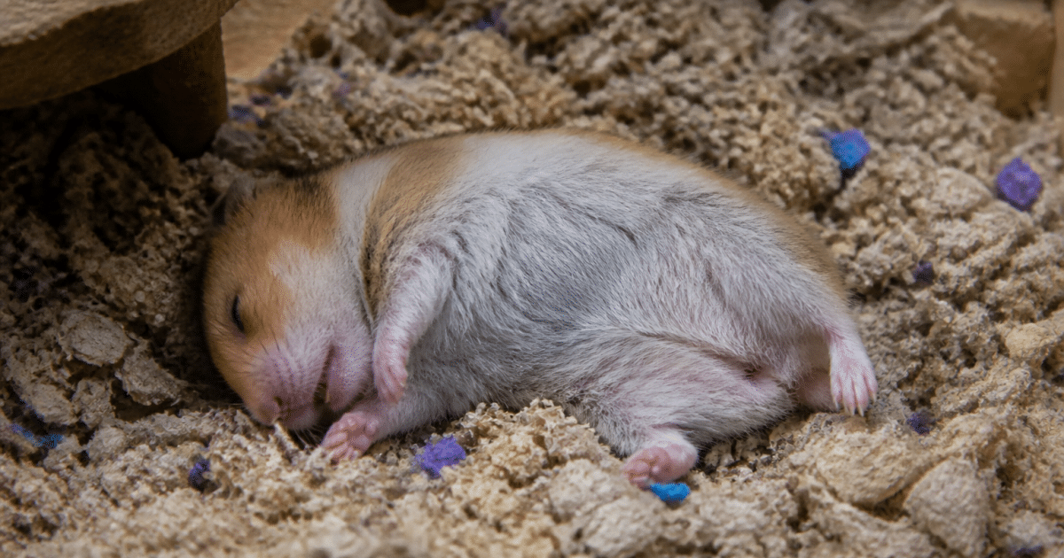 hamster immobile couche sur le flanc dans la litiere