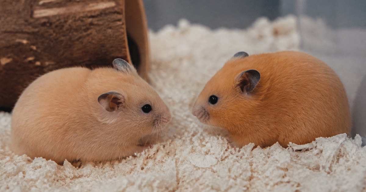 Deux hamsters assis face a face sur litiere blanche