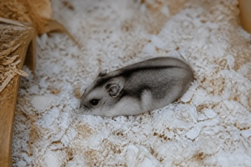 Petit hamster immobile au corps rigide sur litiere blanche