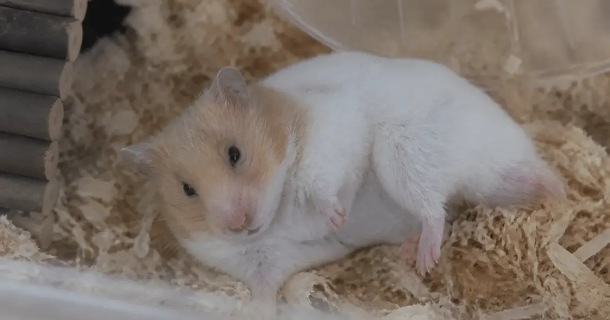 Hamster couche immobile sur le flanc dans sa cage