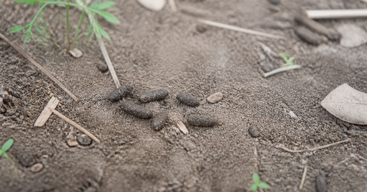 Petite crottes brunes allongees posees sur sol terreux