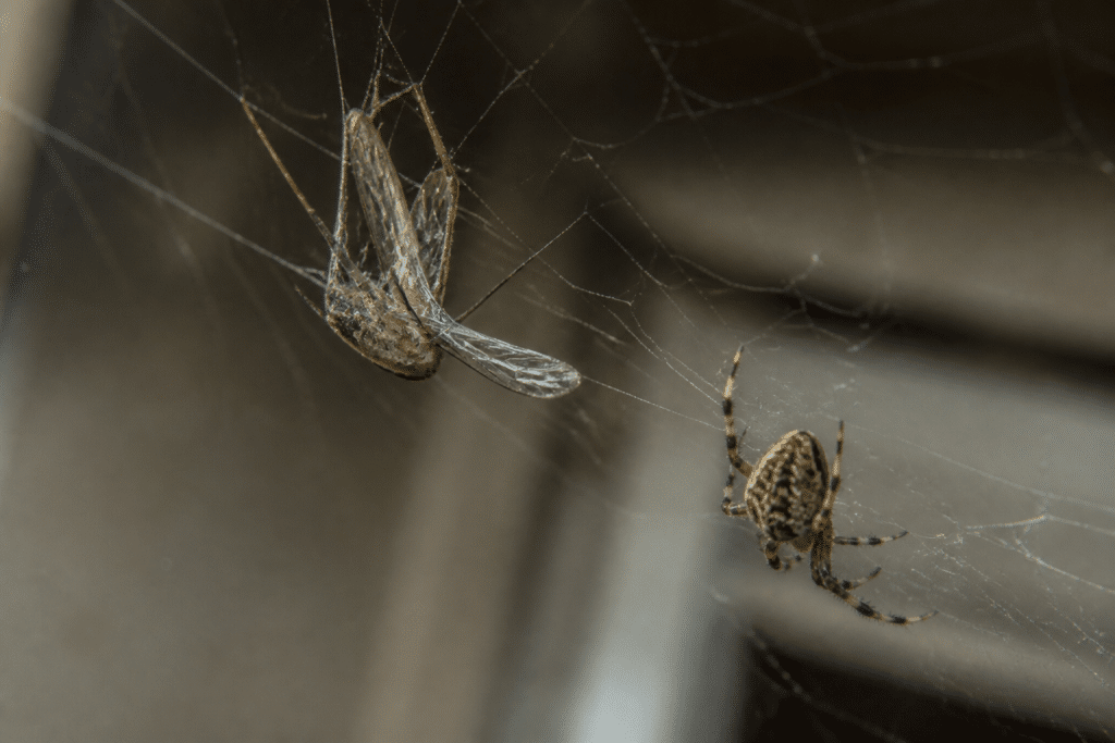 Insecte pris dans toile collante avec araignée approchant