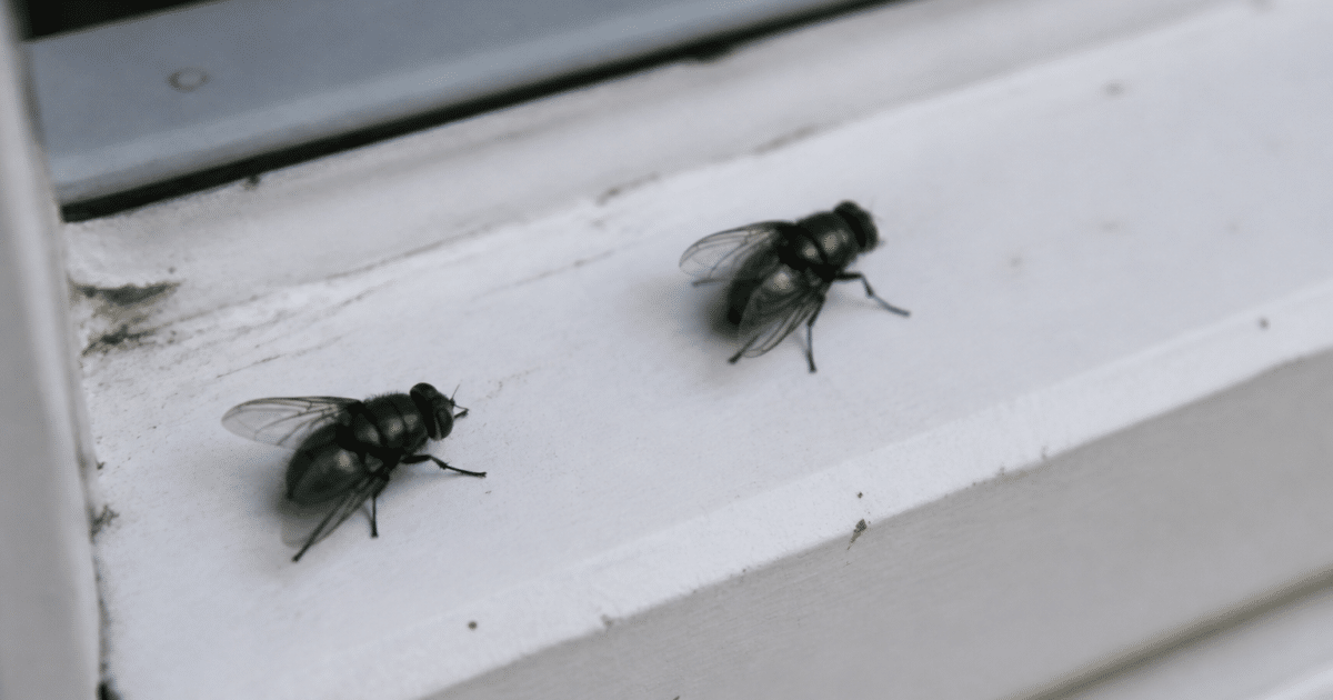 Insectes verts brillants posés sur surface blanche interieure