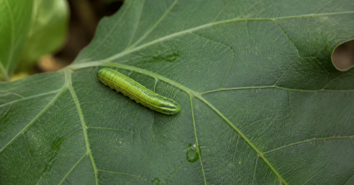 Larve verte et jaune posee sur feuille veinee