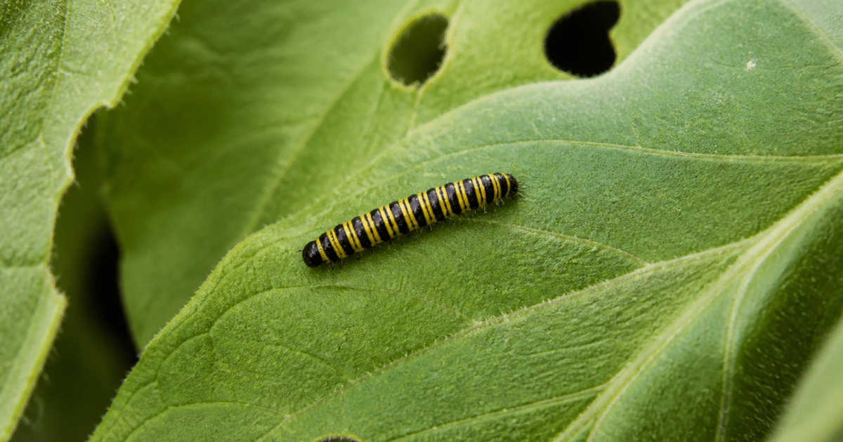 Larve rayee jaune et noire rampant sur feuille verte